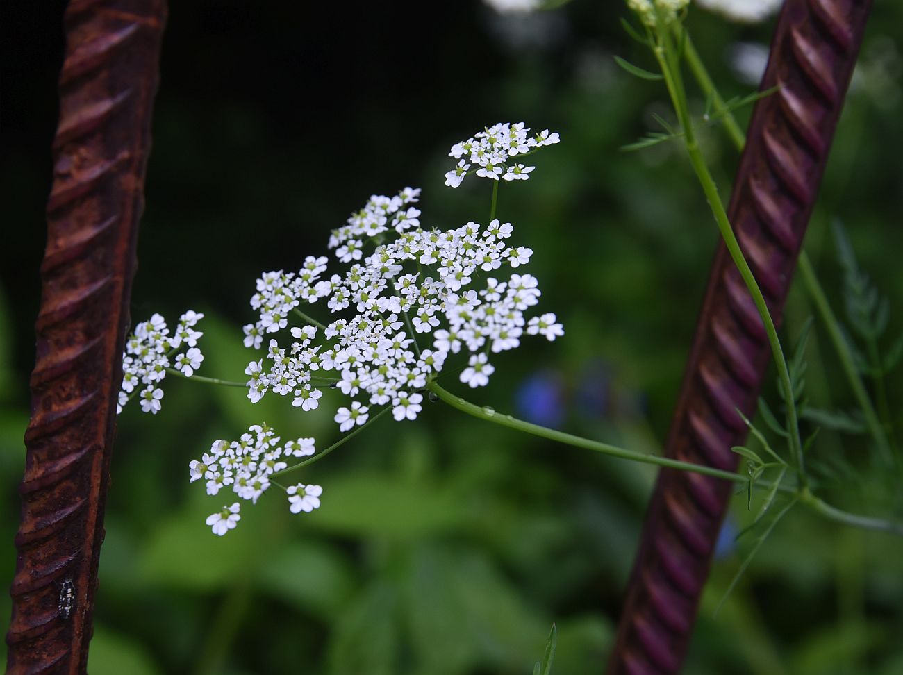 Image of familia Apiaceae specimen.