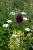 Allium rotundum