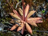 View full-size image Androsace septentrionalis