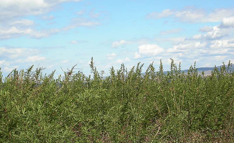 Image of Urtica cannabina specimen.