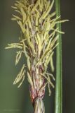 View full-size image Carex cuspidata
