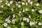 Смотреть изображение Anemone nemorosa