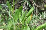 View full-size image genus Rumex