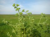 Смотреть изображение Scleranthus verticillatus