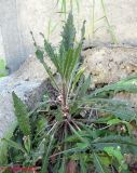 Picris hieracioides. Растение с отрастающим побегом. Украина, Киев, Южная Борщаговка, ул. Булгакова. 26 мая 2011 г.