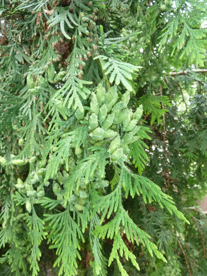 Изображение особи Thuja plicata.