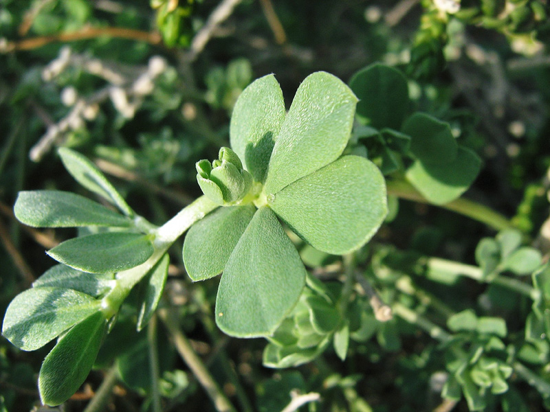 Image of Lotus creticus specimen.