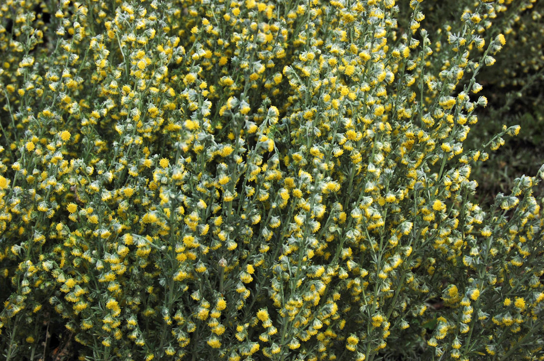 Image of genus Artemisia specimen.