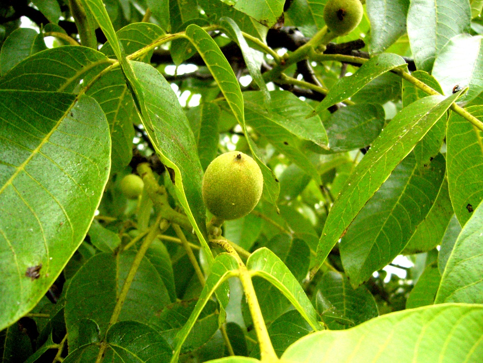 Image of Juglans regia specimen.