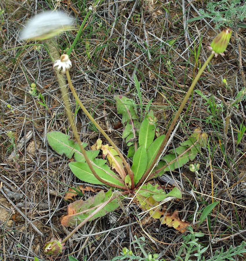 Изображение особи Taraxacum karatavicum.