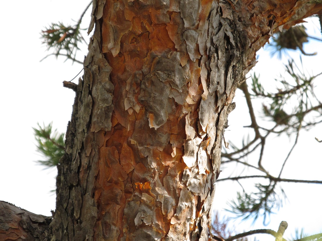 Image of genus Pinus specimen.