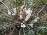 Astragalus dolichophyllus