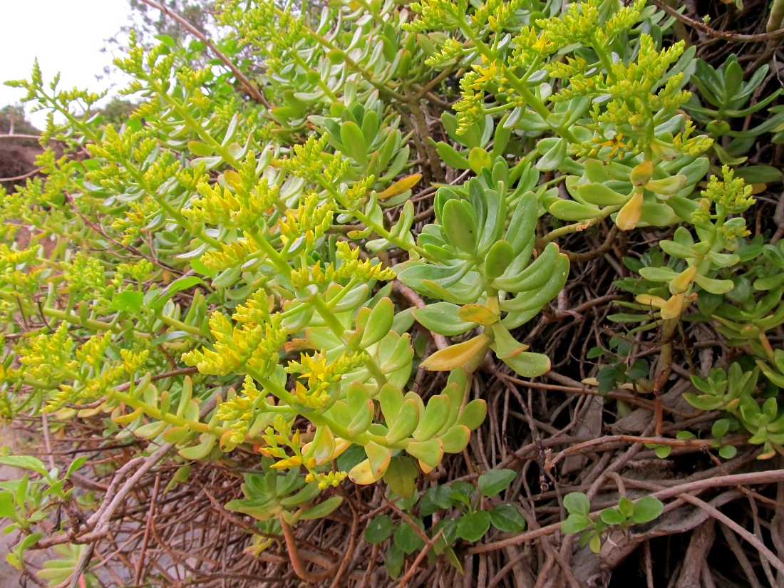 Image of Sedum praealtum specimen.