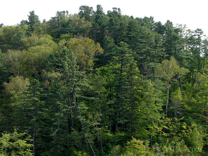 Image of Pinus koraiensis specimen.