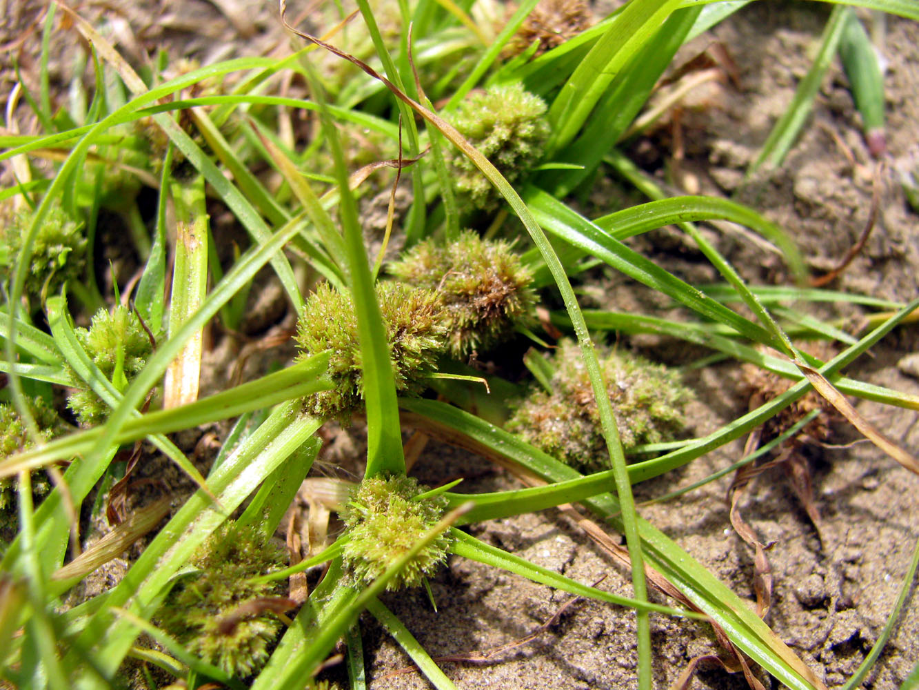 Изображение особи Cyperus michelianus.