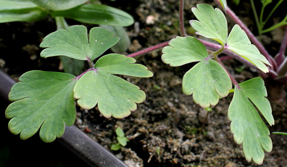 Image of genus Aquilegia specimen.