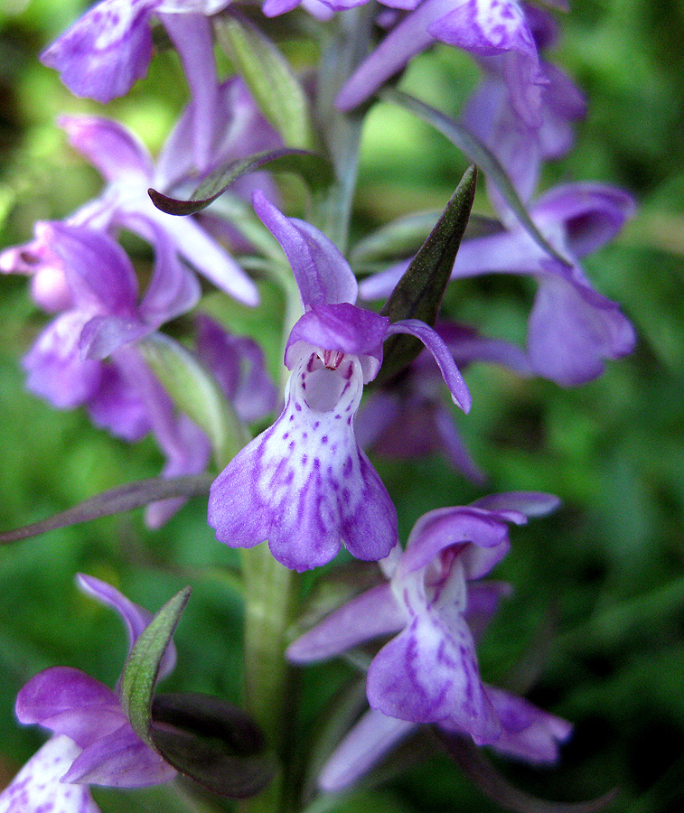 Изображение особи Dactylorhiza majalis.