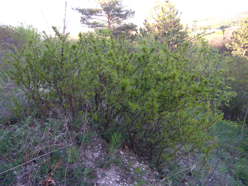 Image of Rhamnus erythroxyloides specimen.