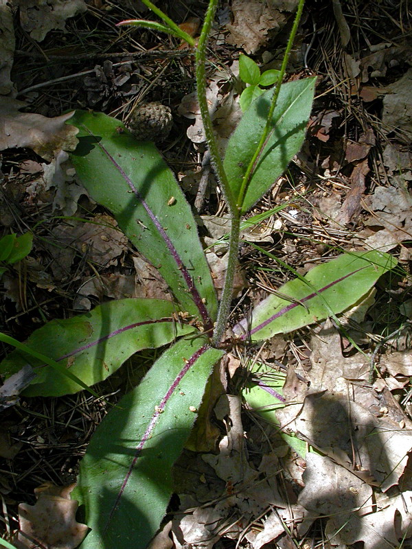 Image of Trommsdorffia maculata specimen.