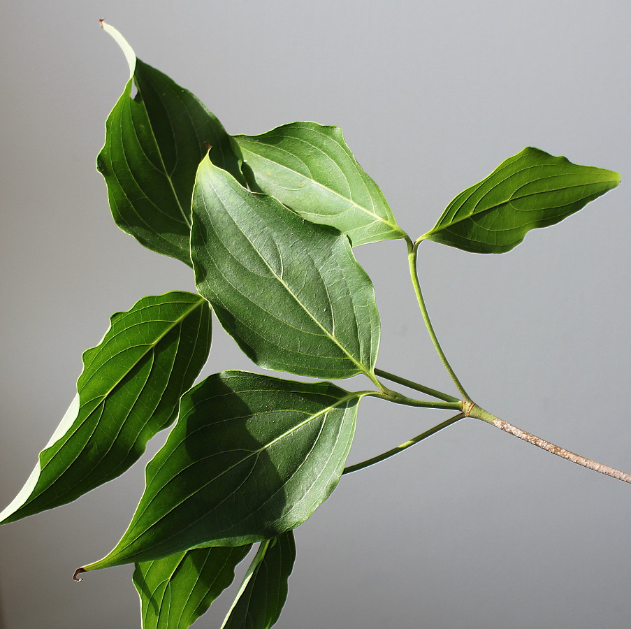 Image of Cynoxylon kousa specimen.