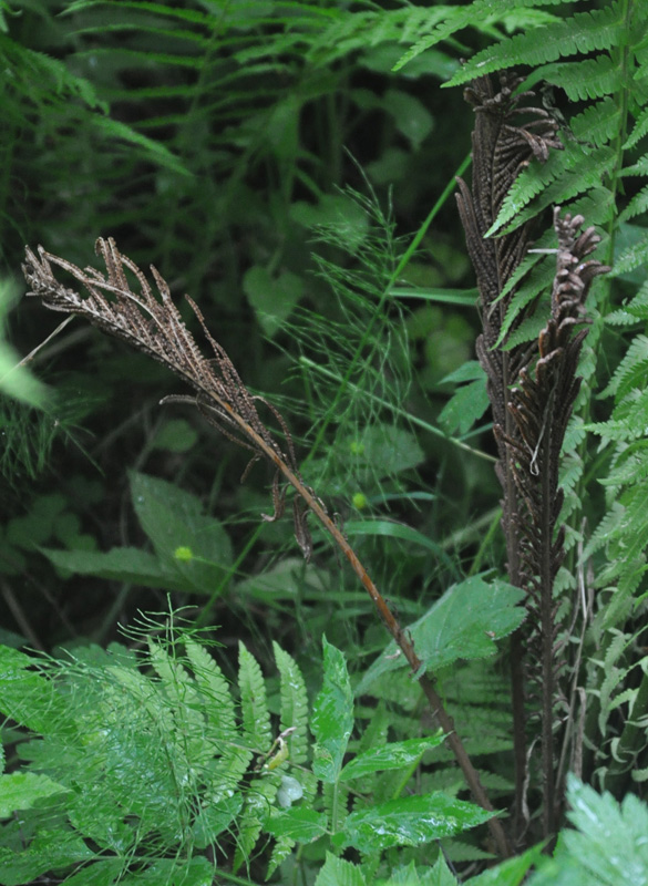 Image of Matteuccia struthiopteris specimen.