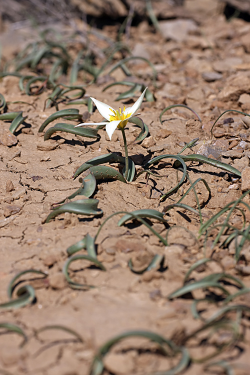 Изображение особи Tulipa turkestanica.