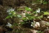 Campanula pendula. Цветущее растение на скалах. Адыгея, хр. Уна-Коз, на скале. 14.08.2008.