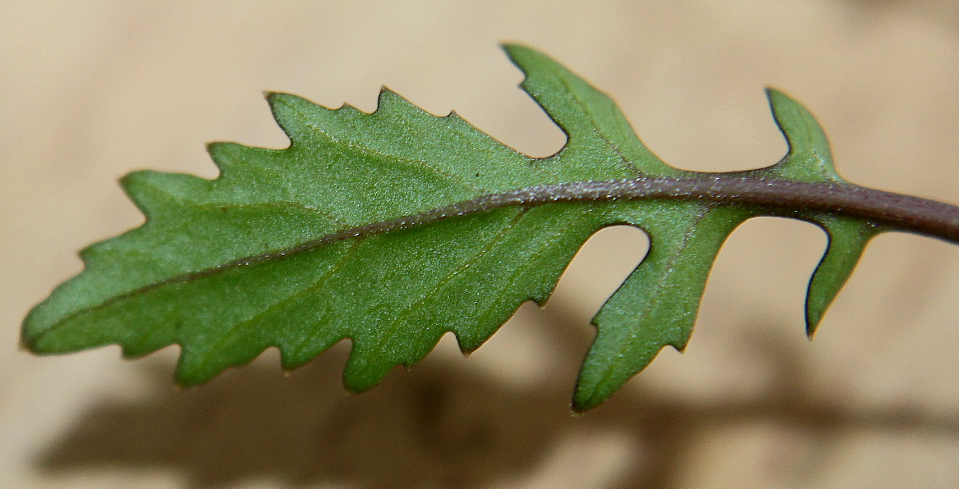 Image of Rorippa palustris specimen.