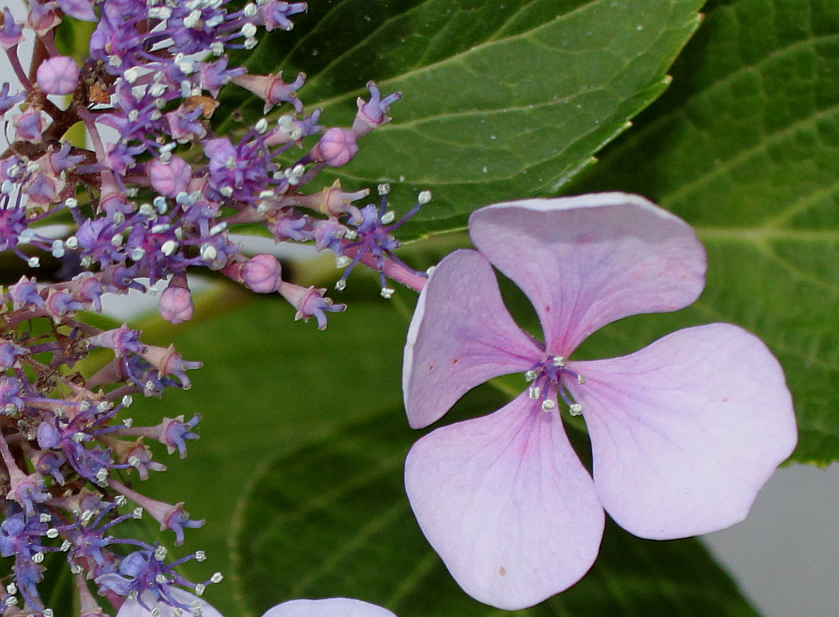 Image of Hydrangea macrophylla specimen.