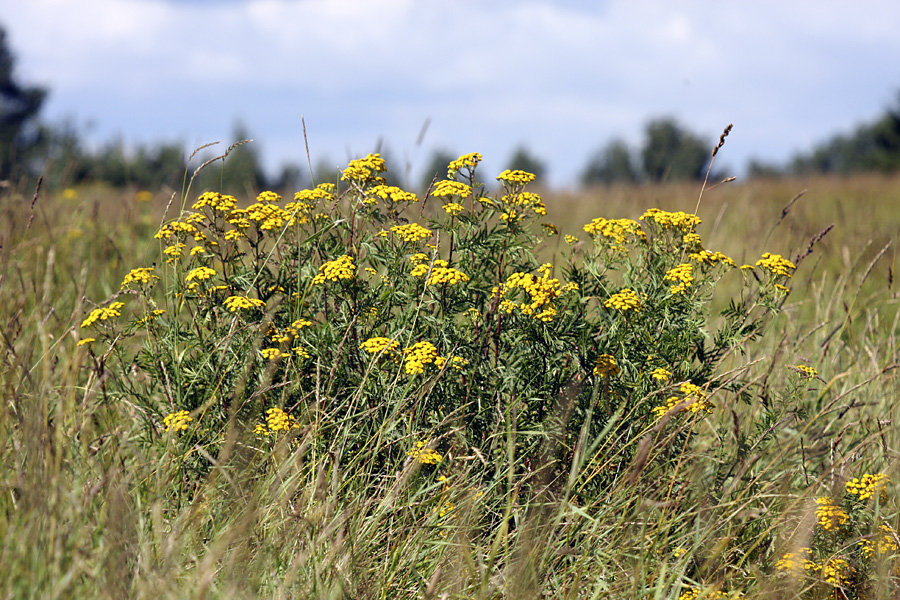 Image of Tanacetum vulgare specimen.