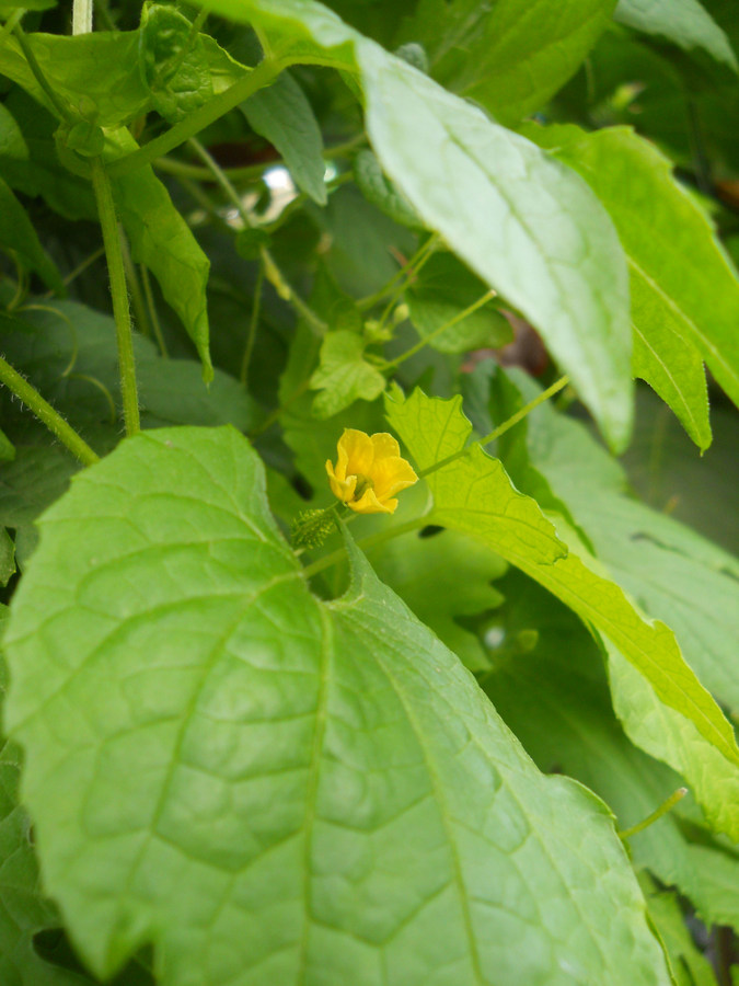 Image of Momordica charantia specimen.