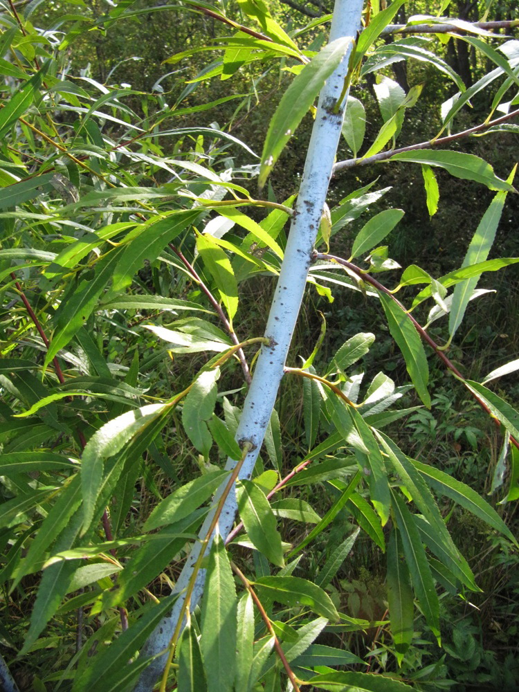 Image of Salix acutifolia specimen.