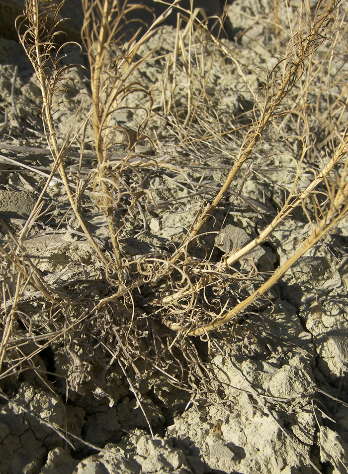 Image of Callicephalus nitens specimen.