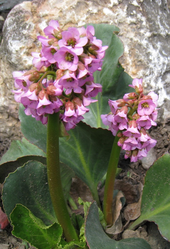 Image of Bergenia crassifolia specimen.