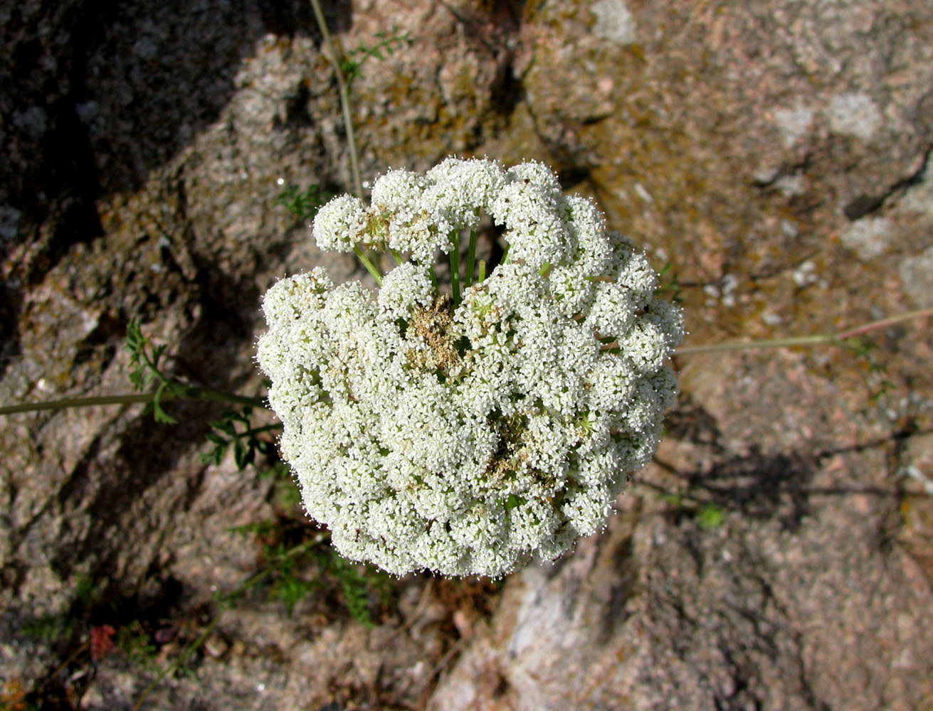 Image of genus Seseli specimen.