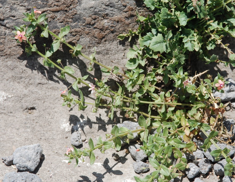 Изображение особи Anagallis arvensis.