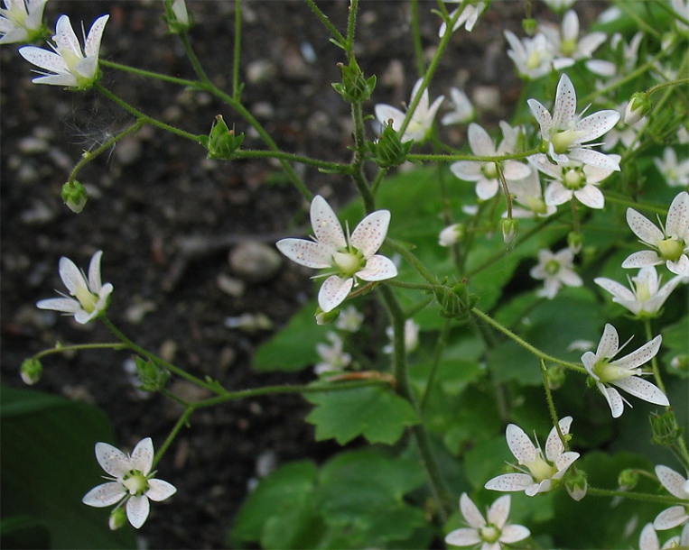 Image of Saxifraga rotundifolia specimen.