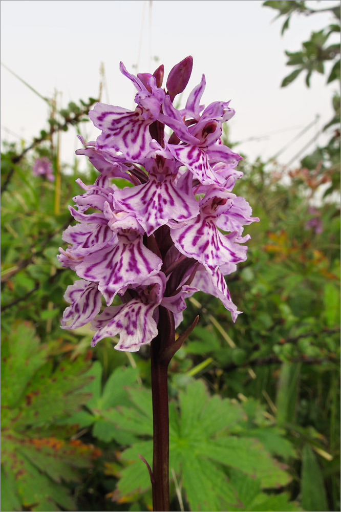 Image of Dactylorhiza psychrophila specimen.