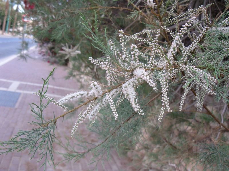 Image of genus Tamarix specimen.