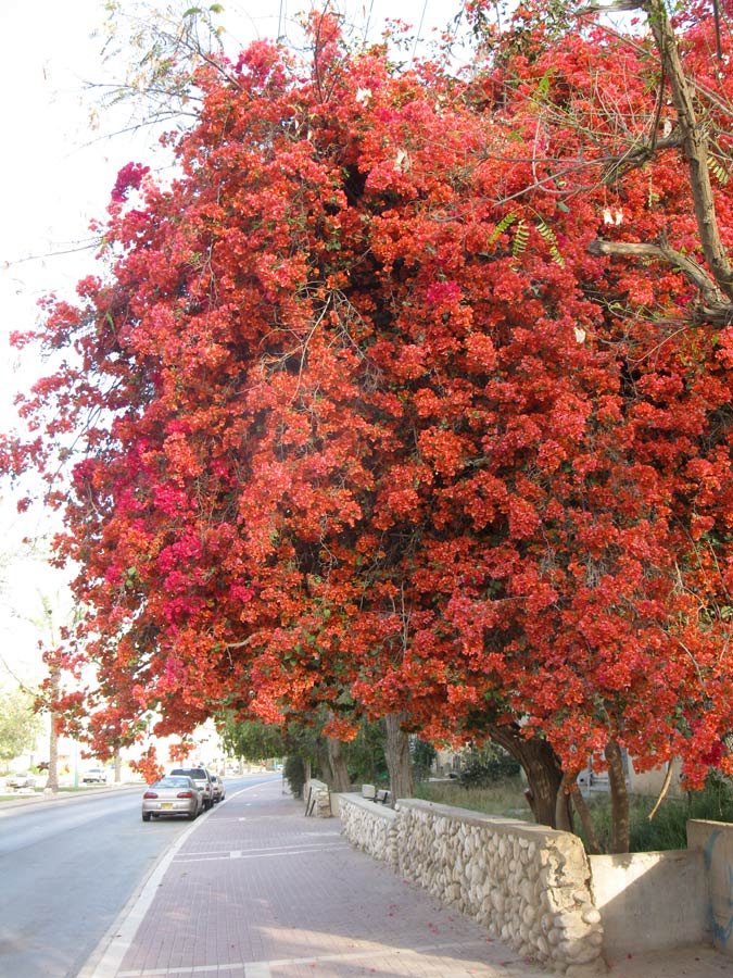 Image of genus Bougainvillea specimen.