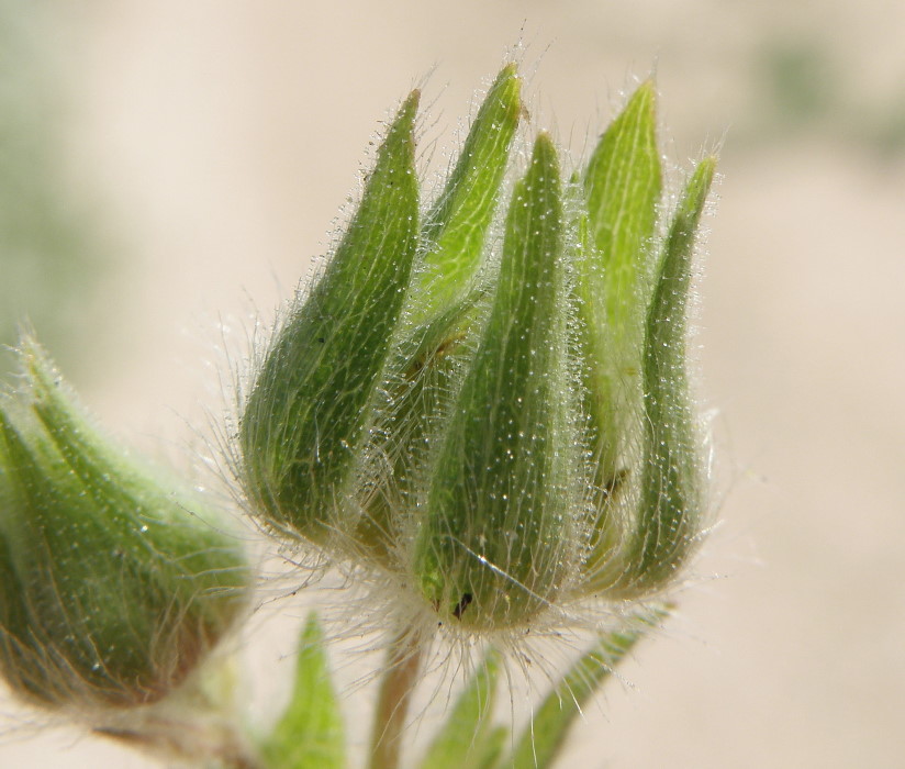 Изображение особи Potentilla astracanica.