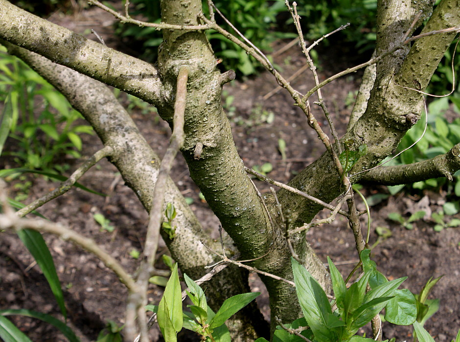 Image of Chionanthus virginicus specimen.