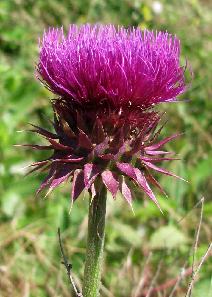 Image of Carduus thoermeri specimen.