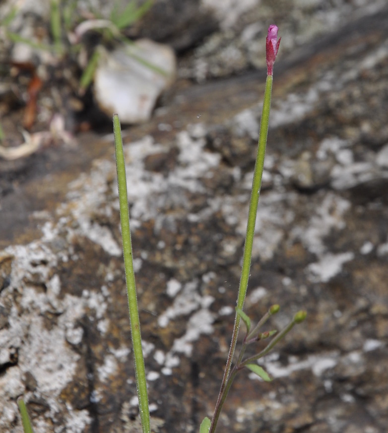 Изображение особи род Epilobium.