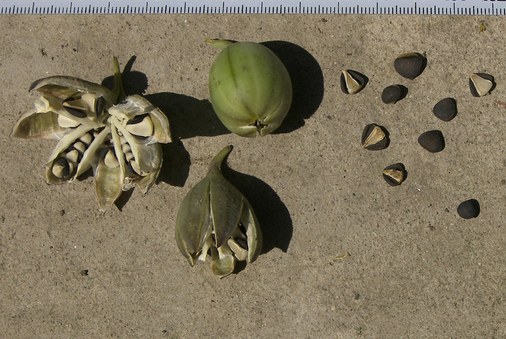 Image of Aristolochia iberica specimen.