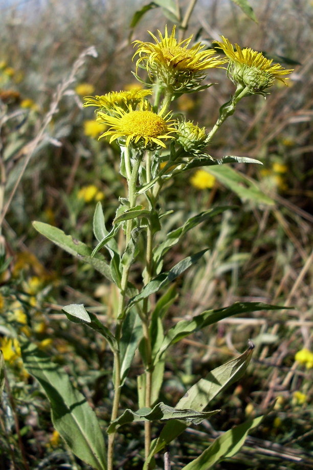 Image of Inula britannica specimen.