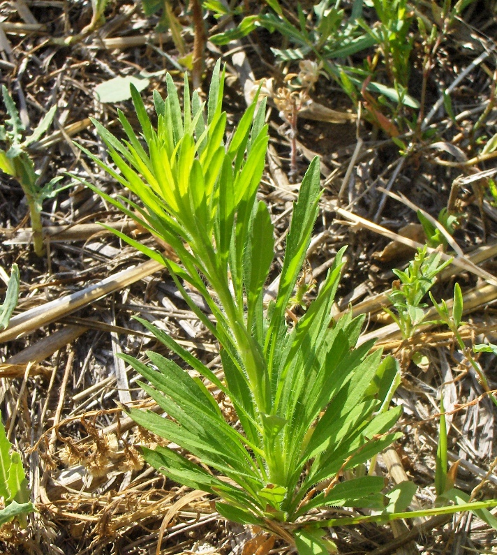 Image of Conyza canadensis specimen.