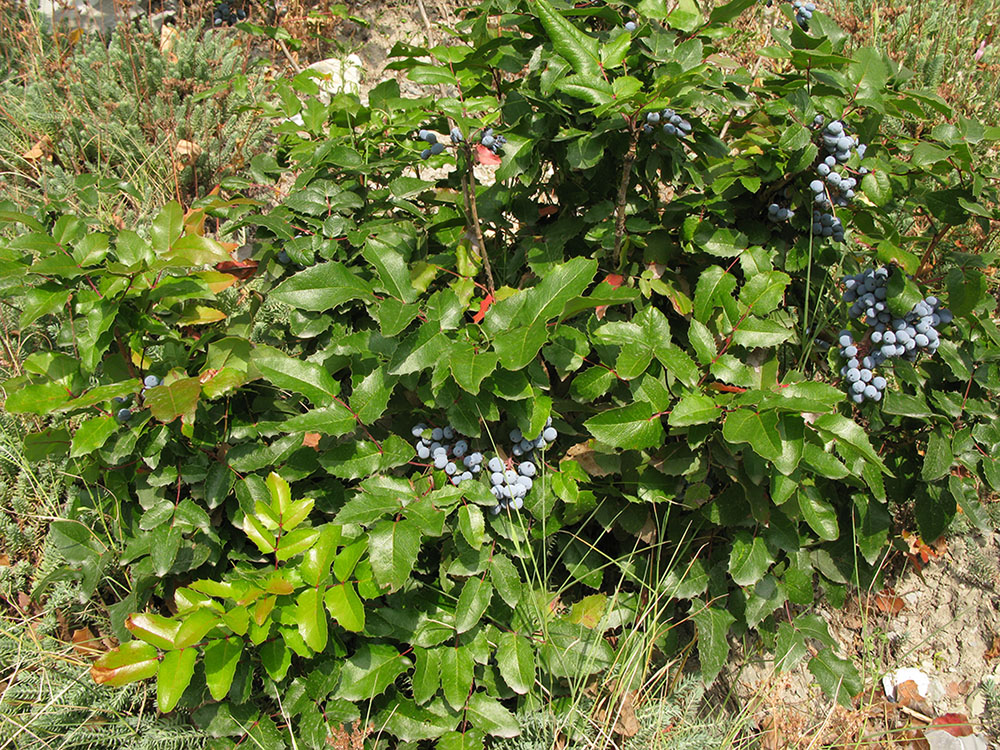 Image of Mahonia aquifolium specimen.