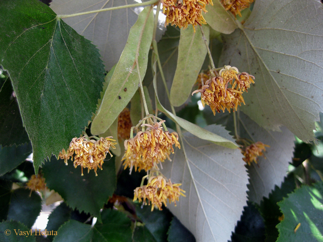 Изображение особи Tilia mandshurica.