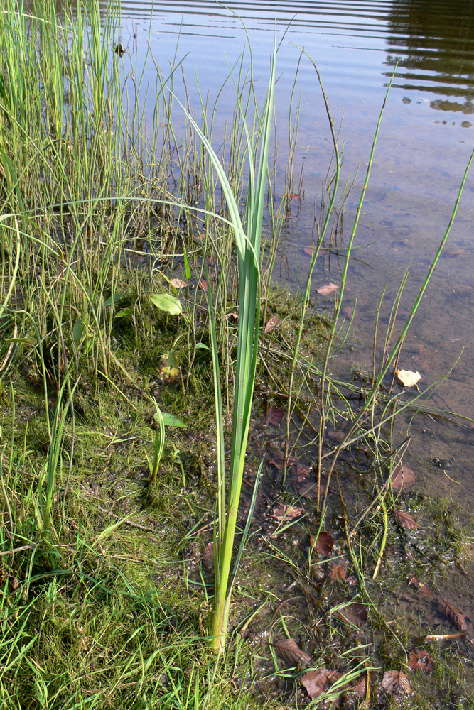 Image of Sparganium emersum specimen.